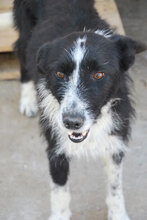HOLLY, Hund, Mischlingshund in Bulgarien - Bild 2