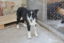HOLLY, Hund, Mischlingshund in Bulgarien - Bild 3
