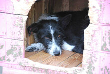 HOLLY, Hund, Mischlingshund in Bulgarien - Bild 4