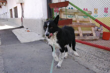 HOLLY, Hund, Mischlingshund in Bulgarien - Bild 5