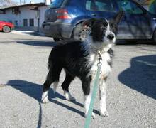 HOLLY, Hund, Mischlingshund in Bulgarien - Bild 6
