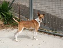 LEX, Hund, Mischlingshund in Spanien - Bild 3