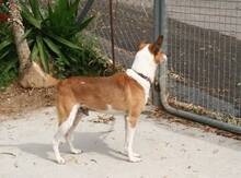LEX, Hund, Mischlingshund in Spanien - Bild 4