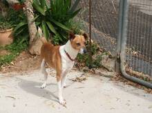 LEX, Hund, Mischlingshund in Spanien - Bild 5
