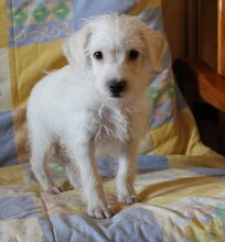 STRUPPI, Hund, Mischlingshund in Spanien - Bild 2