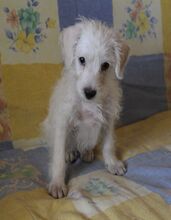 STRUPPI, Hund, Mischlingshund in Spanien - Bild 4