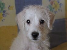 STRUPPI, Hund, Mischlingshund in Spanien - Bild 5