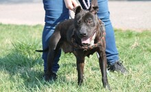 LIZA, Hund, American Staffordshire Terrier-Mix in Ungarn - Bild 1