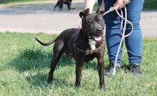 LIZA, Hund, American Staffordshire Terrier-Mix in Ungarn - Bild 2
