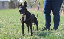 LIZA, Hund, American Staffordshire Terrier-Mix in Ungarn - Bild 3