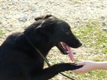 LUNA, Hund, Mischlingshund in Ungarn - Bild 5
