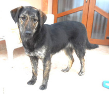 BABI, Hund, Mischlingshund in Rumänien - Bild 1