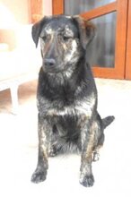 BABI, Hund, Mischlingshund in Rumänien - Bild 3