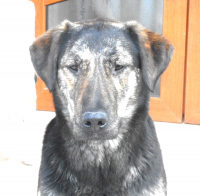 BABI, Hund, Mischlingshund in Rumänien - Bild 4
