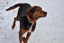 JORIS, Hund, Mischlingshund in Bulgarien - Bild 1