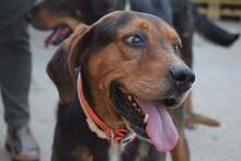 JORIS, Hund, Mischlingshund in Bulgarien - Bild 10