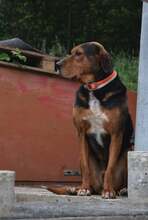 JORIS, Hund, Mischlingshund in Bulgarien - Bild 11