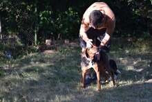 JORIS, Hund, Mischlingshund in Bulgarien - Bild 12