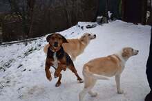 JORIS, Hund, Mischlingshund in Bulgarien - Bild 16