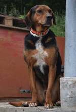 JORIS, Hund, Mischlingshund in Bulgarien - Bild 2