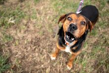 JORIS, Hund, Mischlingshund in Bulgarien - Bild 8