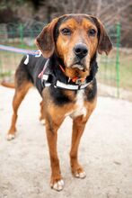 JORIS, Hund, Mischlingshund in Bulgarien - Bild 9