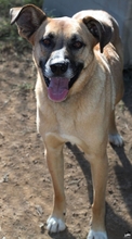 SHIRO, Hund, Mischlingshund in Gerabronn - Bild 1