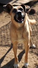 SHIRO, Hund, Mischlingshund in Gerabronn - Bild 2