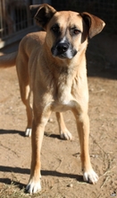 SHIRO, Hund, Mischlingshund in Gerabronn - Bild 3