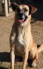 SHIRO, Hund, Mischlingshund in Gerabronn - Bild 4