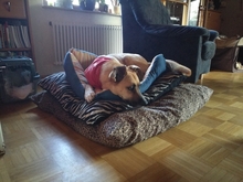 SHIRO, Hund, Mischlingshund in Gerabronn - Bild 7