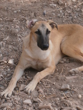 MUFFIN, Hund, Galgo Español-Mix in Spanien - Bild 1