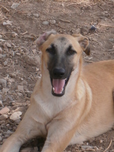 MUFFIN, Hund, Galgo Español-Mix in Spanien - Bild 2