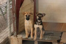 MUFFIN, Hund, Galgo Español-Mix in Spanien - Bild 6