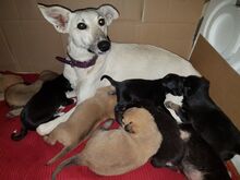 MUFFIN, Hund, Galgo Español-Mix in Spanien - Bild 8