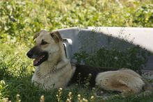 RUSTY, Hund, Galgo Español-Mix in Alsdorf - Bild 3