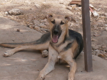 RUSTY, Hund, Galgo Español-Mix in Alsdorf - Bild 6