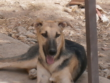 RUSTY, Hund, Galgo Español-Mix in Alsdorf - Bild 7