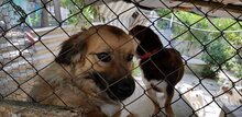 MADDIE, Hund, Mischlingshund in Griechenland - Bild 1