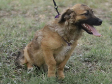 MADDIE, Hund, Mischlingshund in Griechenland - Bild 12