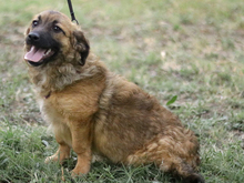 MADDIE, Hund, Mischlingshund in Griechenland - Bild 13