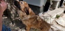 MADDIE, Hund, Mischlingshund in Griechenland - Bild 2