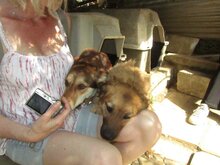 MADDIE, Hund, Mischlingshund in Griechenland - Bild 3