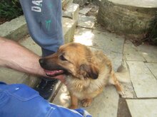 MADDIE, Hund, Mischlingshund in Griechenland - Bild 4