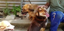 MADDIE, Hund, Mischlingshund in Griechenland - Bild 5