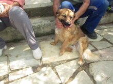 MADDIE, Hund, Mischlingshund in Griechenland - Bild 6