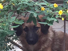 MADDIE, Hund, Mischlingshund in Griechenland - Bild 9