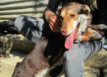 MOLLY, Hund, Mischlingshund in Griechenland - Bild 11