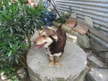 MOLLY, Hund, Mischlingshund in Griechenland - Bild 13