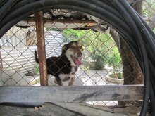 MOLLY, Hund, Mischlingshund in Griechenland - Bild 15